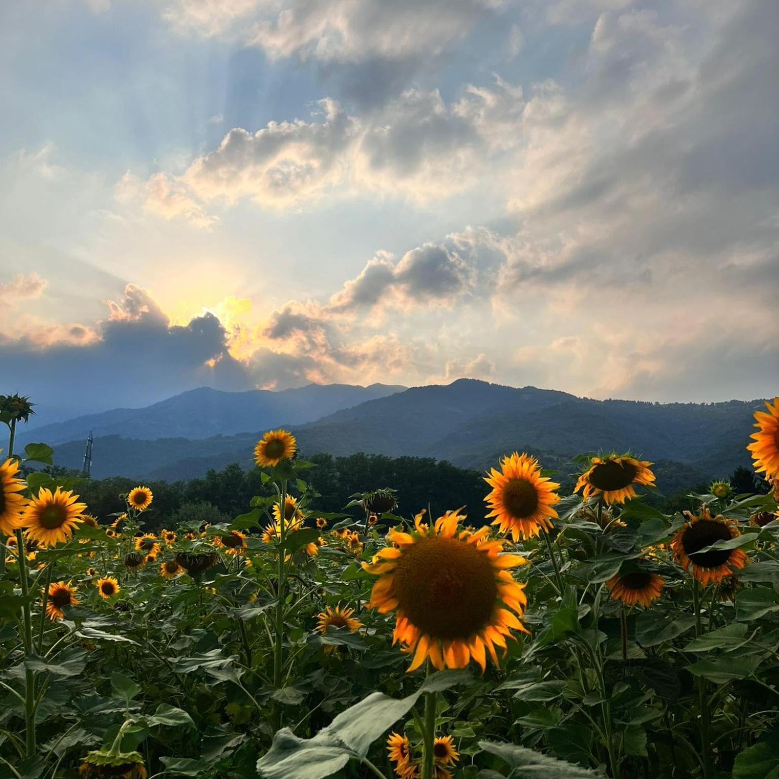 Locanda Alla Posta Cavaso Del Tomba ภายนอก รูปภาพ